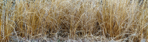 Fényképezés dry grass
