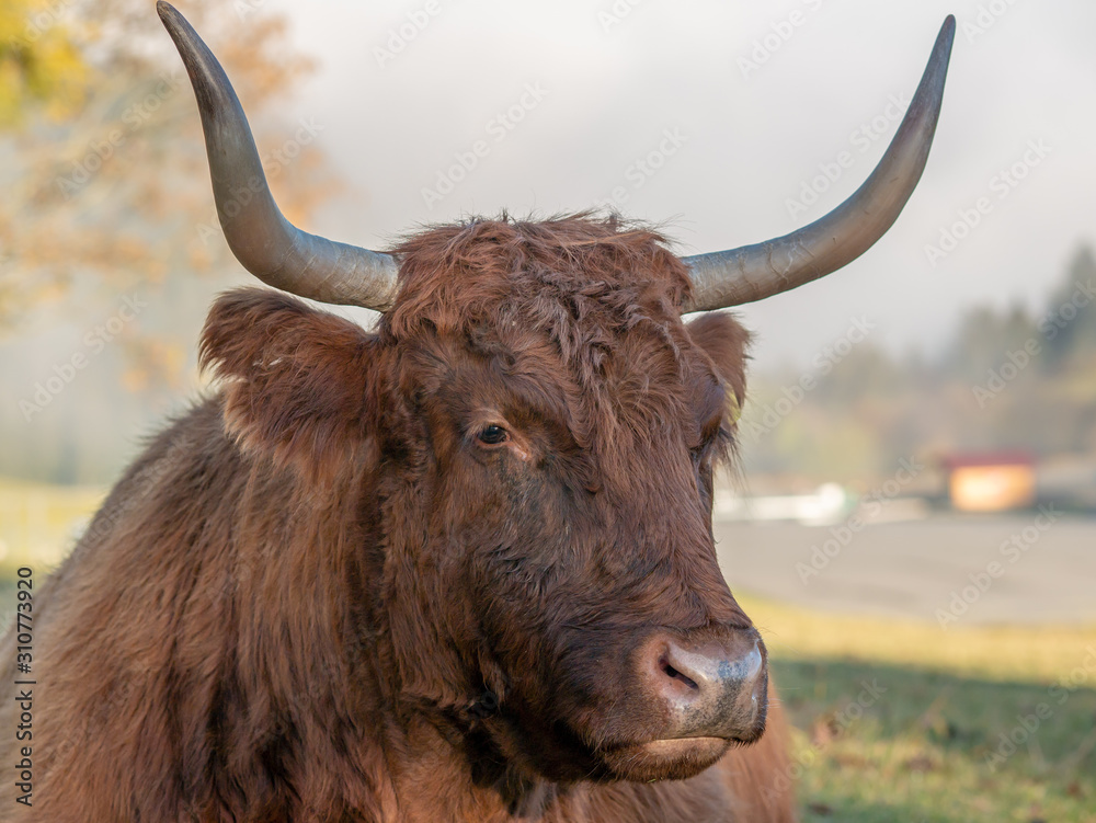 portrait of a cow with horns