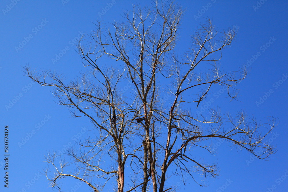 Tree silhouette isolated on blue Tree silhouette isolated on blue