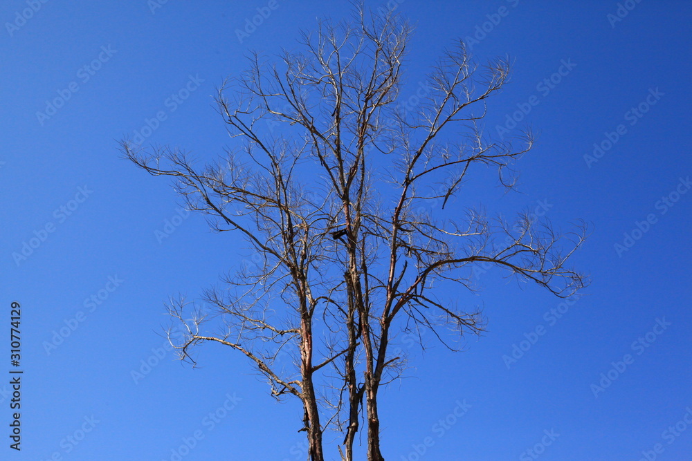 Tree silhouette isolated on blue Tree silhouette isolated on blue