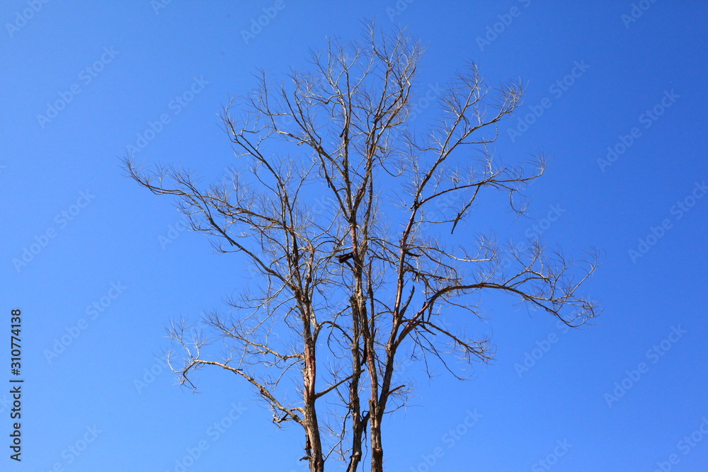 Tree silhouette isolated on blue Tree silhouette isolated on blue