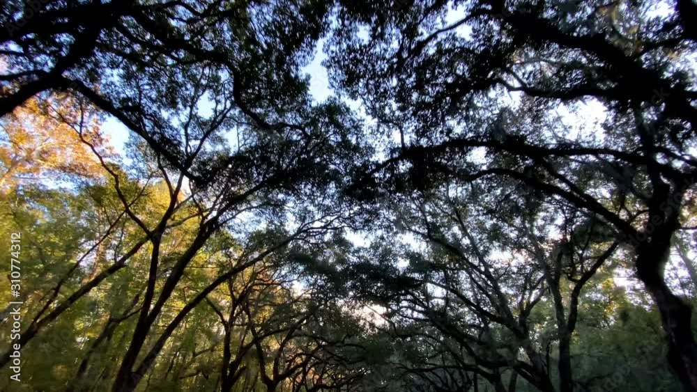 Driving down a road lined with huge Live Oak trees in Savannah Georgia Driving down a road lined with huge Live Oak trees in Savannah Georgia
