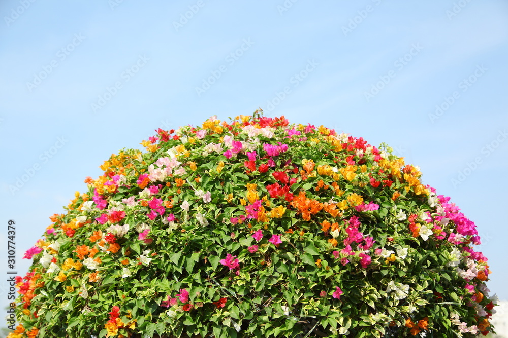 Colorful Bougainvilleas on blue sky background Colorful Bougainvilleas on blue sky background