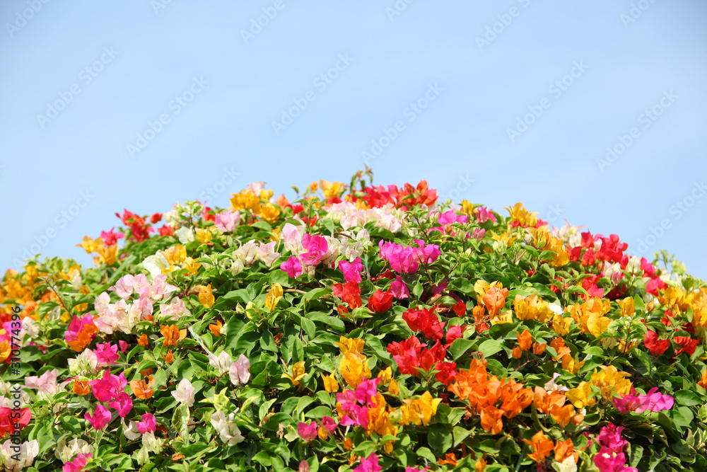 Fototapeta premium Colorful Bougainvilleas on blue sky background