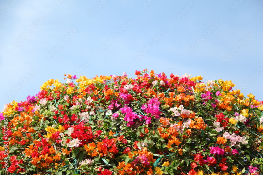 Colorful Bougainvilleas on blue sky background Colorful Bougainvilleas on blue sky background