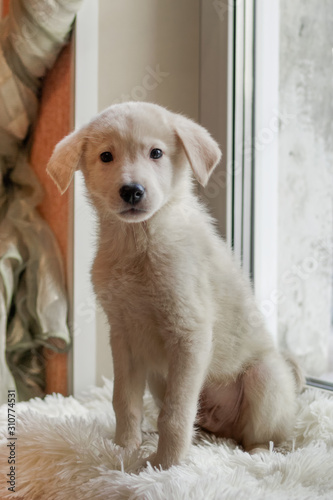 Fototapeta Naklejka Na Ścianę i Meble -  Cute little white puppy is sitting on a white plaid near a window.