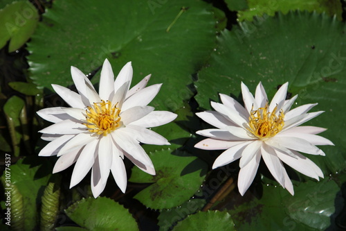 White lotus flowers  Thailand
