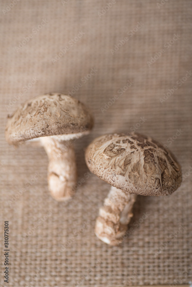 Close up of fresh shiitake mushroom on brown background Close up of fresh shiitake mushroom on brown background