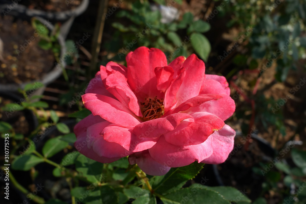 Red Roses on a bush in a garden.