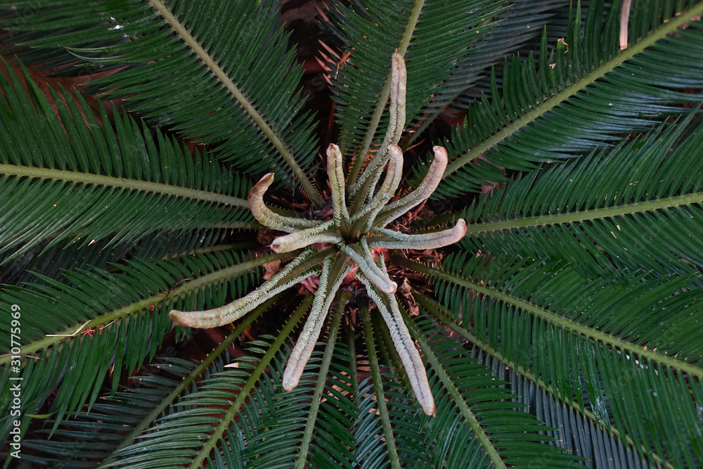 Green leaves of Japanese Sago palm tree (Cycas revoluta) the foliage ...