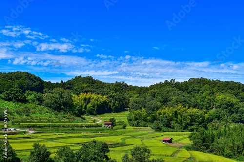明日香村　棚田の秋の情景＠奈良