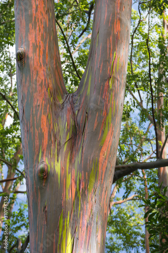 USA, Hawaii, Maui, Rainbow Eucalyptus Tree with peeling bark texture of beautiful green, orange, and gray and knots photo
