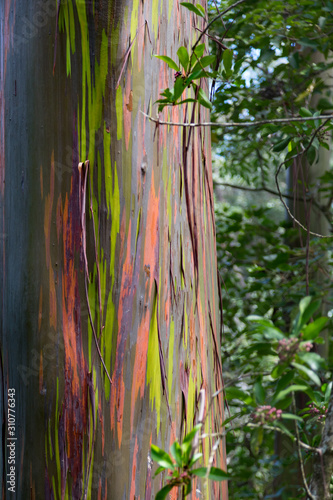 USA, Hawaii, Maui, Rainbow Eucalyptus Tree with peeling bark photo