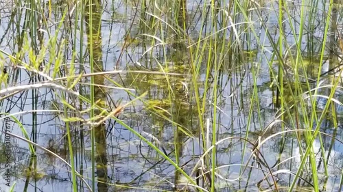 Blue sky is reflected in the water. White clouds. Beautiful trees in very clear water