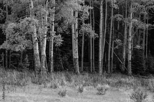 Aspens
