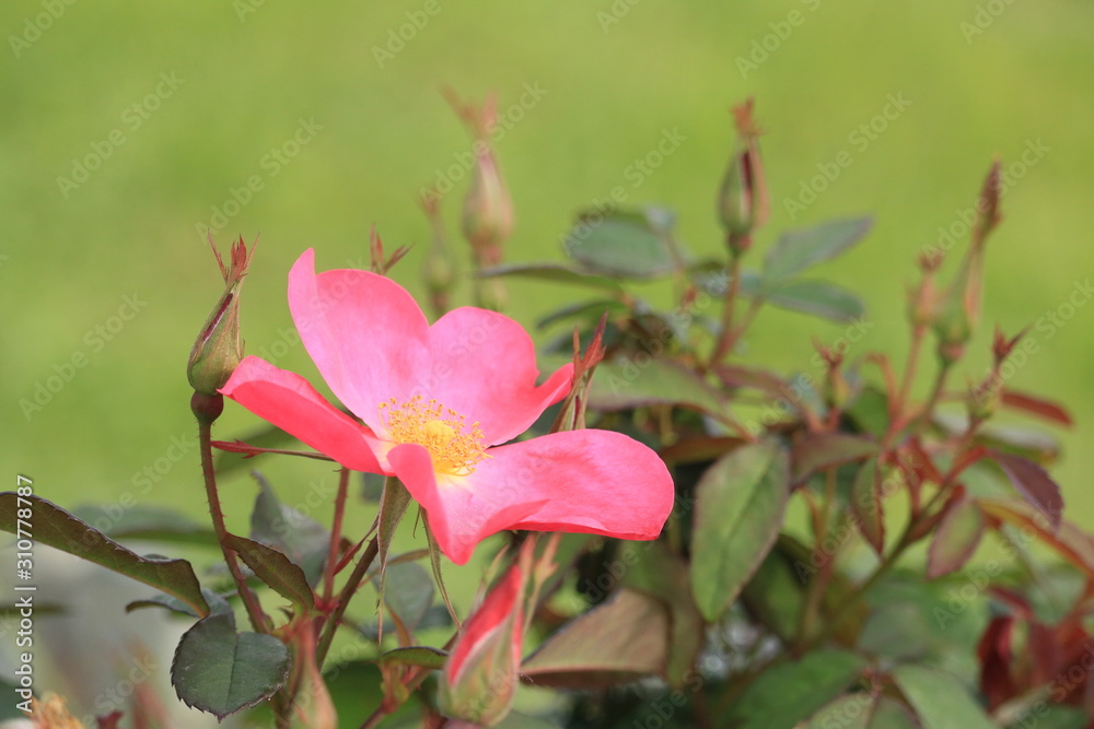 Obraz premium 自然