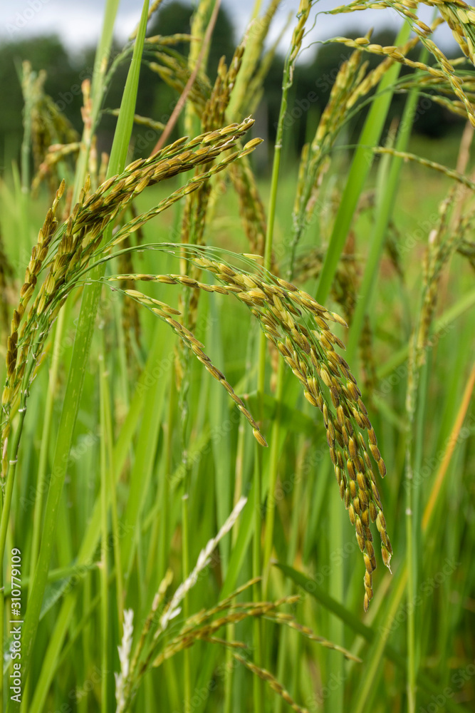 close up of green rice field.