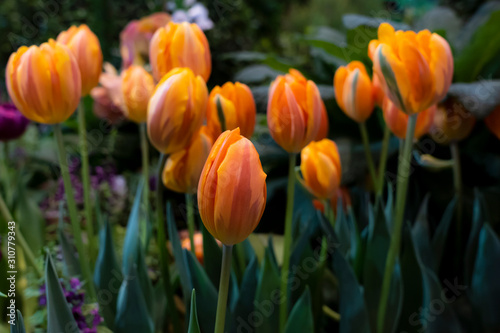 Close-up of pink tulips in a field of orange tulips. Selective focus 