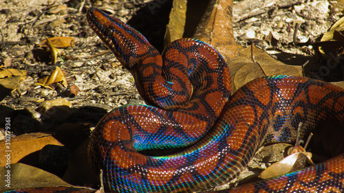 Foto Rainbow Boa