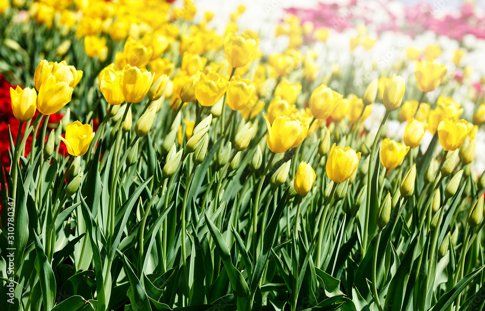 Fototapeta premium Field of yellow tulips with selective focus. Spring, floral background. Garden with flowers. Natural blooming.