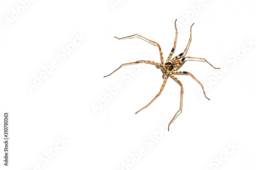 A brown colour spider is photographed close up, macro picture,white background