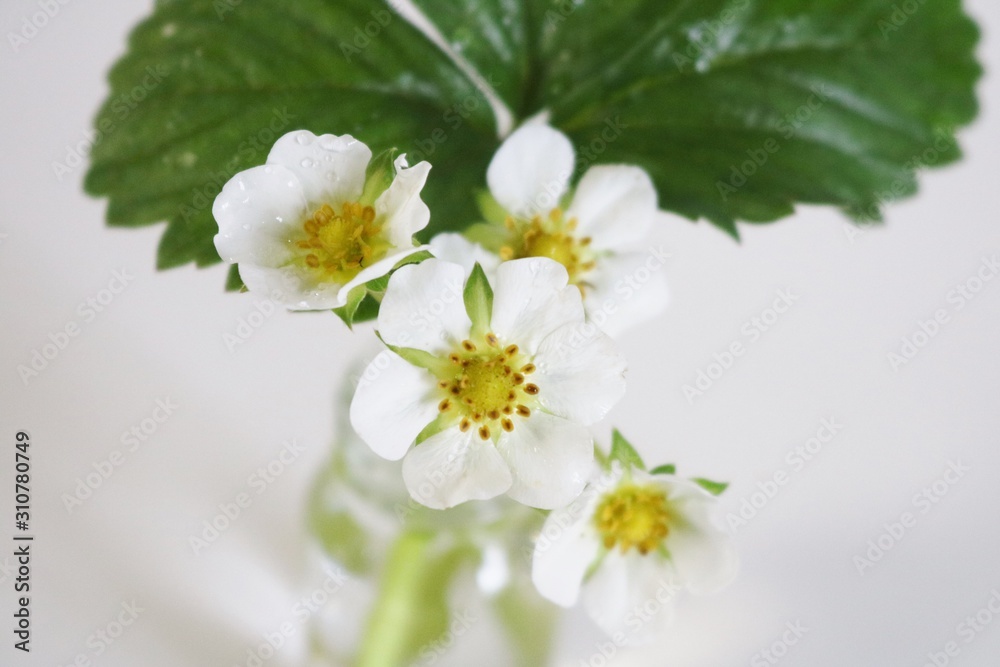 苺の花 やわらかいイメージ ふんわり 苺の花 やわらかいイメージ ふんわり