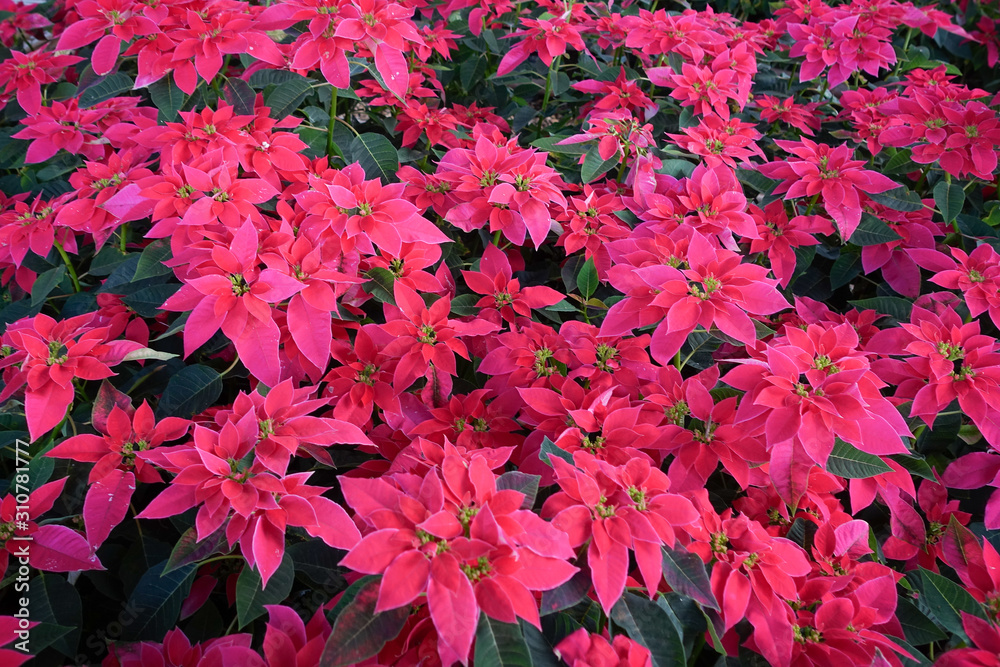 Closeup of red poinsettia flowers (Euphorbia pulcherrima) Closeup of red poinsettia flowers (Euphorbia pulcherrima)