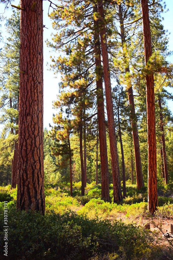 Fototapeta premium Ponderosa Pine Forest 