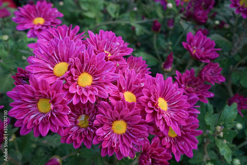 Flower garden  winter flower in Thailand  beautiful flower.