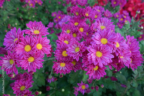 Flower garden, winter flower in Thailand, beautiful flower.