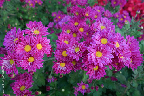 Flower garden  winter flower in Thailand  beautiful flower.