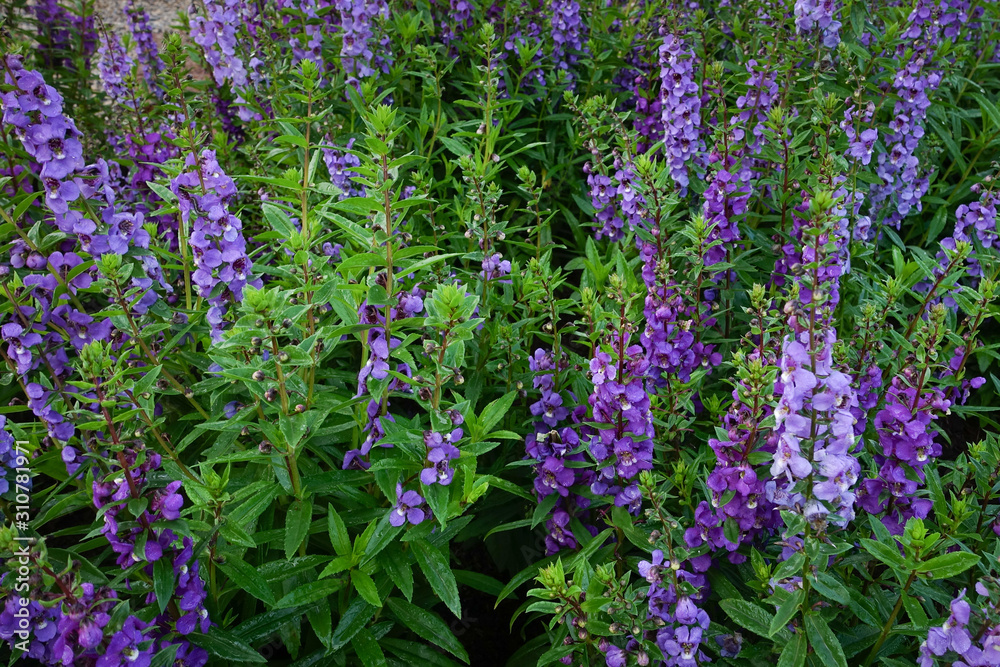 Fototapeta premium Flower garden, winter flower in Thailand, beautiful flower.
