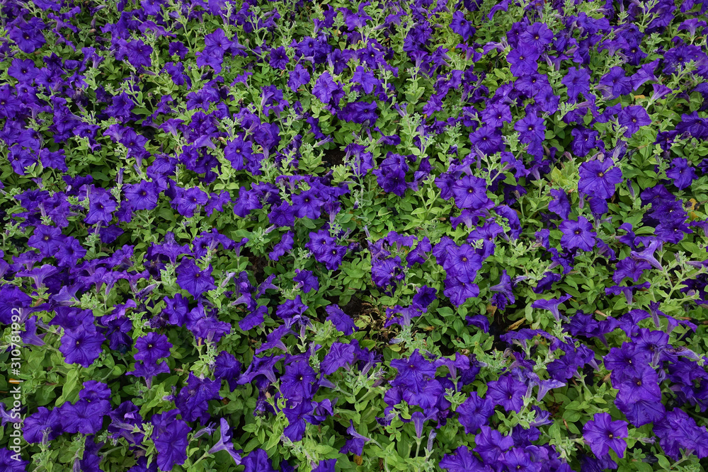 Flower garden, winter flower in Thailand, beautiful flower. Flower garden, winter flower in Thailand, beautiful flower.