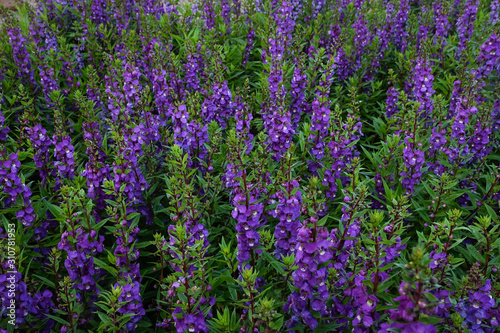Flower garden, winter flower in Thailand, beautiful flower.