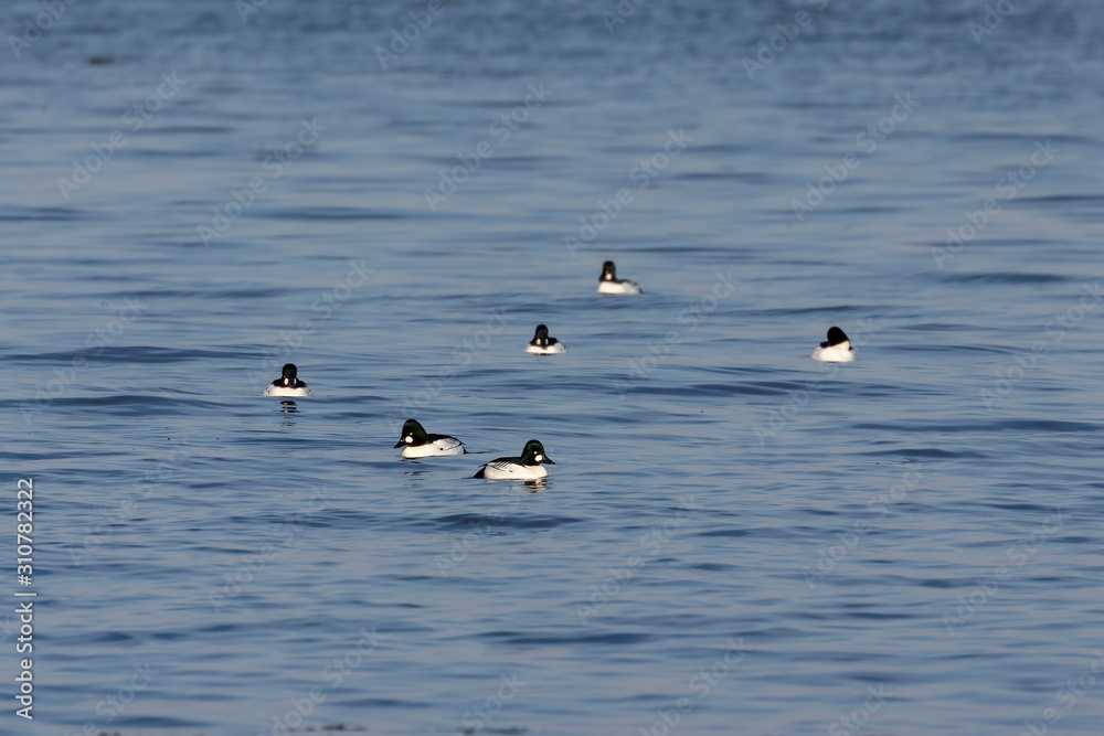 The common goldeneye (Bucephala clangula). large flocks of these  ducks pull during early winter  from north  to south each year