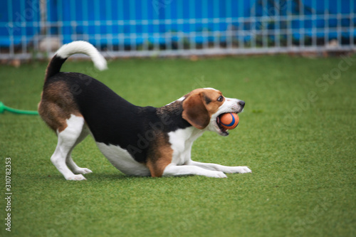 Happy puppies in a private playground