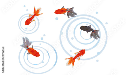 金魚