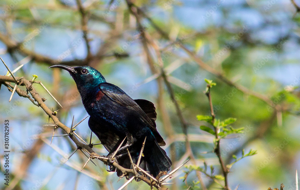 Obraz premium Portrait of a Bird