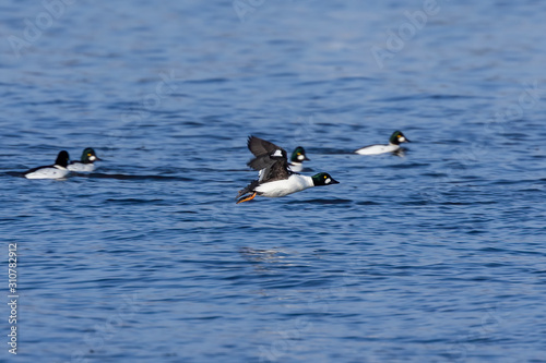 The common goldeneye (Bucephala clangula) in flight during migration from the north