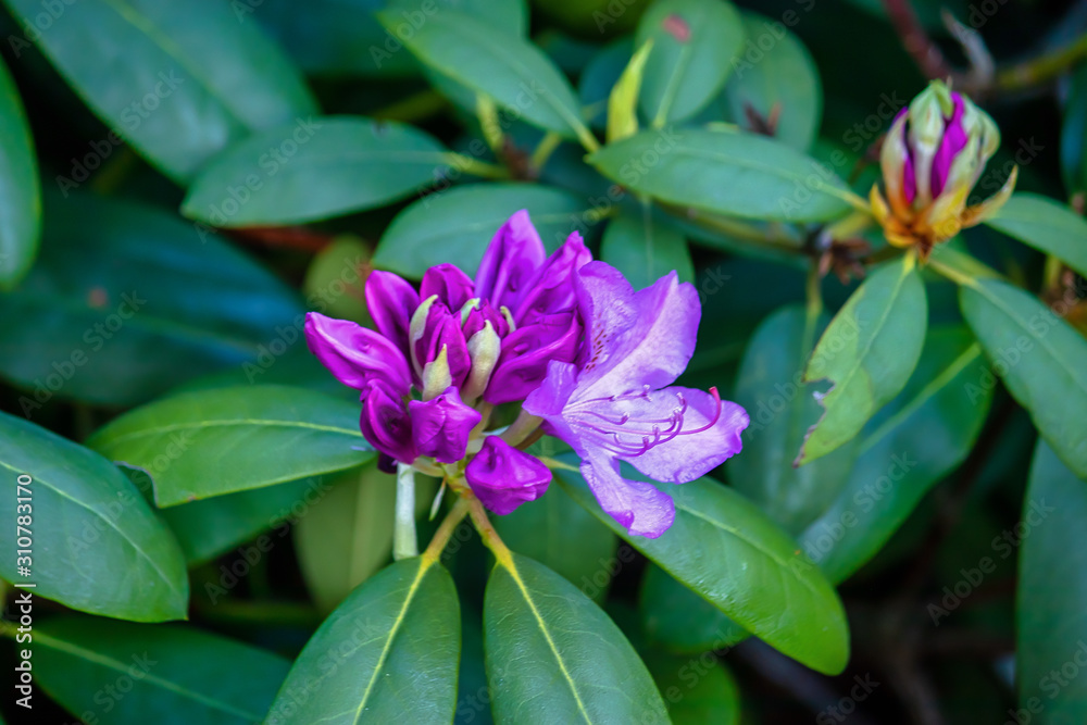 purple rhododendron blooms on bush in springtime during daylight purple rhododendron blooms on bush in springtime during daylight