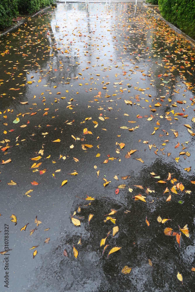 枯れ葉散る雨の舗道と躑躅の植え込みのある風景