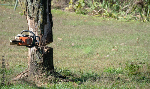 The loggers chainsaw is stuck in the tree after making the notch cut. Bokeh.
