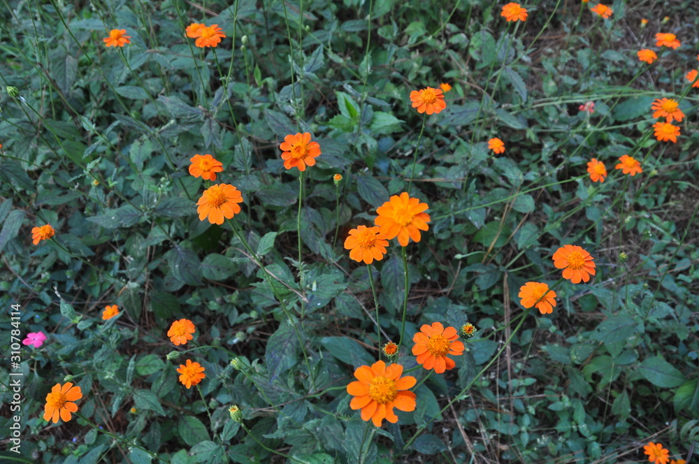 Orange Flowers In Field