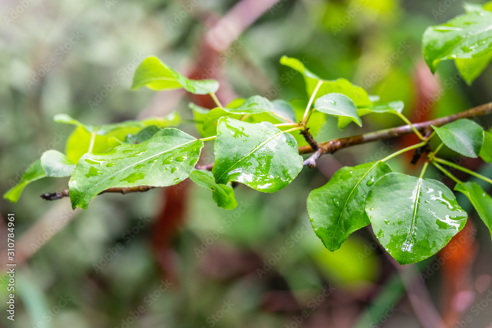 Apple tree leaves with drops of water after rain Apple tree leaves with drops of water after rain