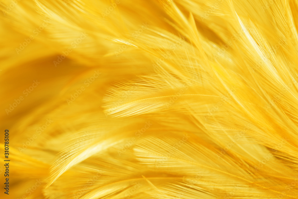 Premium Photo  Yellow bird and chicken feathers in soft and blur style the  background
