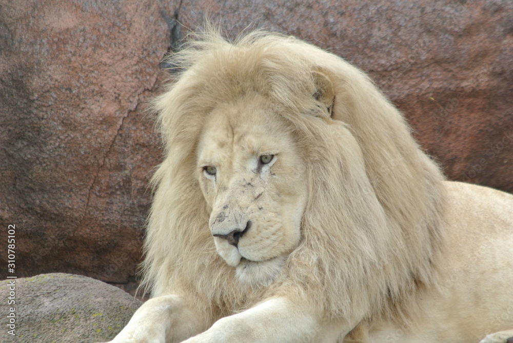 South African Lions in the Zoo in Canada South African Lions in the Zoo in Canada