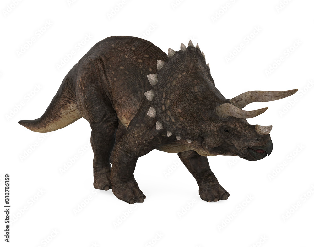 Fototapeta premium Triceratops Dinosaurs Isolated