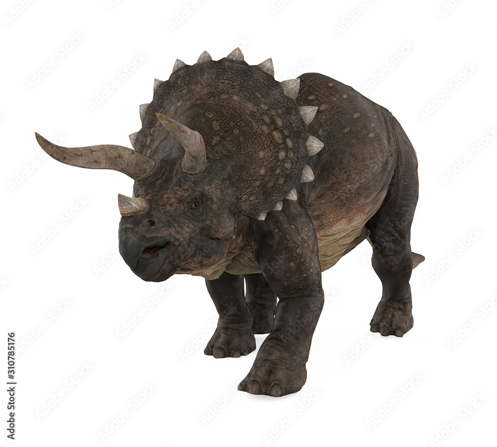 Fototapeta premium Triceratops Dinosaurs Isolated