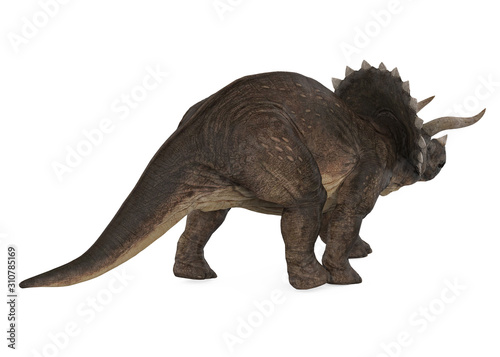 Triceratops Dinosaurs Isolated