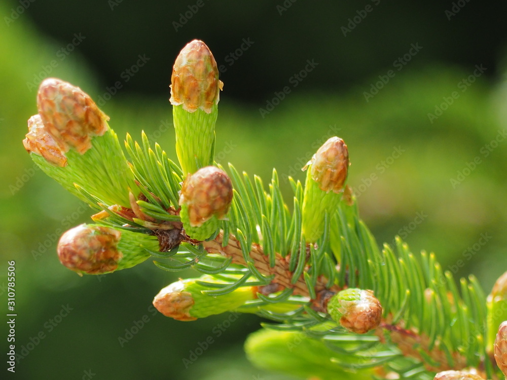 Trees in the forest in Canada